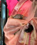 Peach Pure Organza Silk Saree with Gold Zari Weaves - Image 5