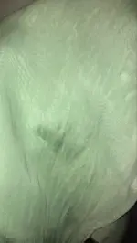 Sea green Handpainted Viscose Organza Saree - Image 7